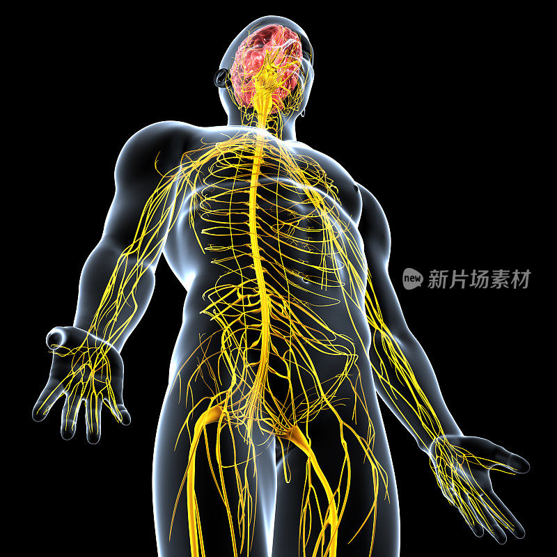 神经系统的男性身体解剖与突出的大脑
