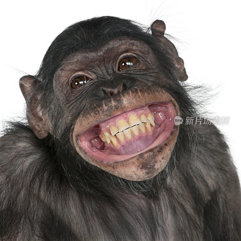 特写的混血猴子之间的黑猩猩和倭黑猩猩微笑。