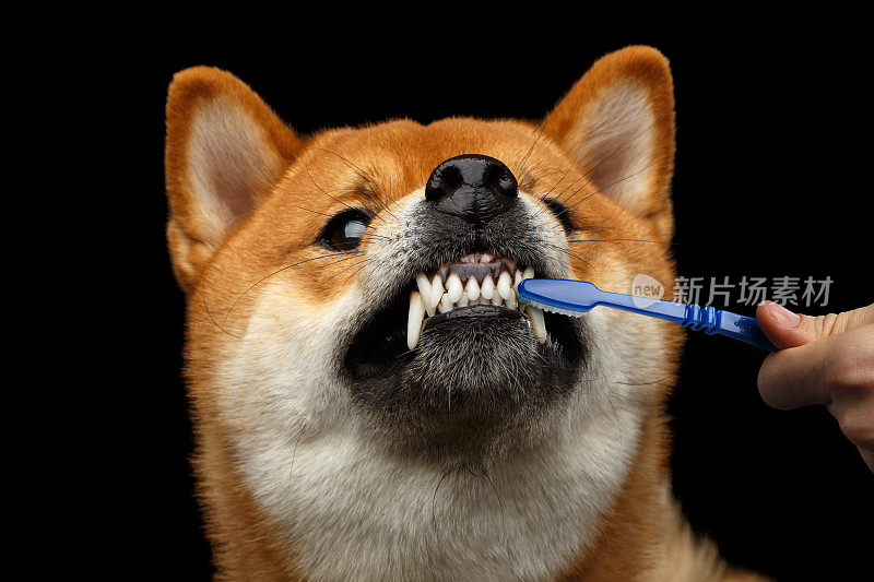 狗和牙刷在人的手上