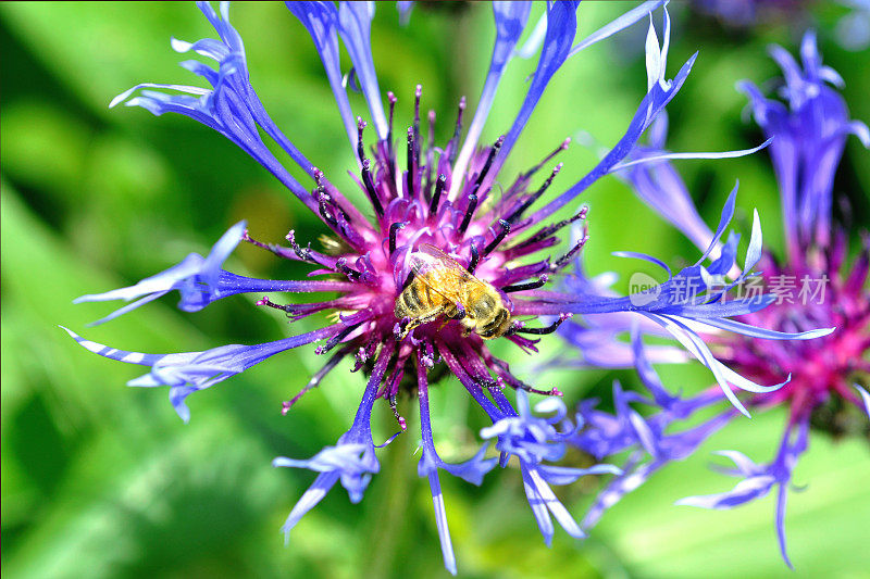 蓝色和紫色的玉米花和蜜蜂在花园里