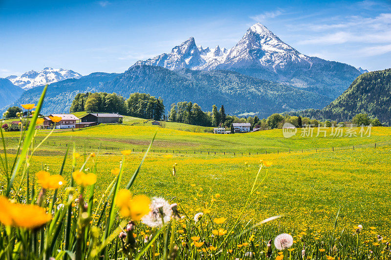 阿尔卑斯山的田园风光，绿草如茵，鲜花盛开