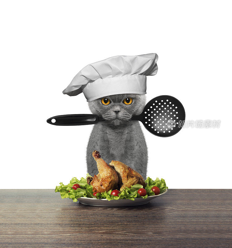 可爱的猫厨师正在准备鸡肉