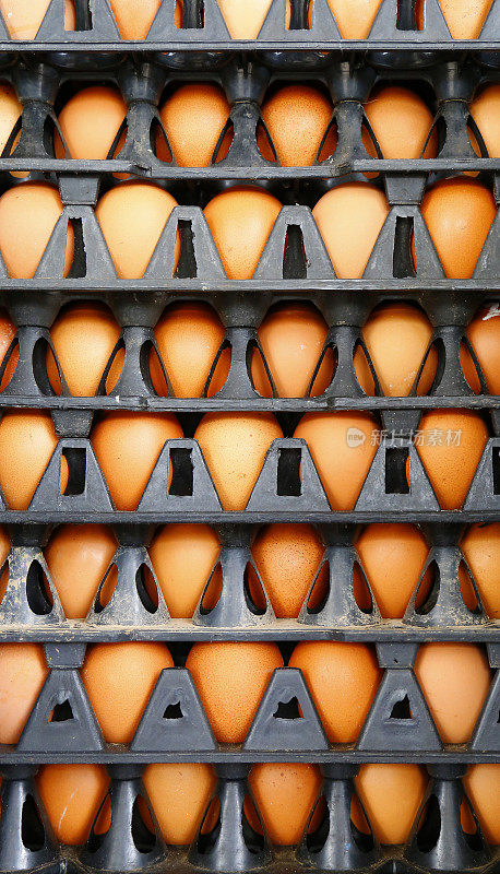 鸡蛋在塑料面板鸡蛋