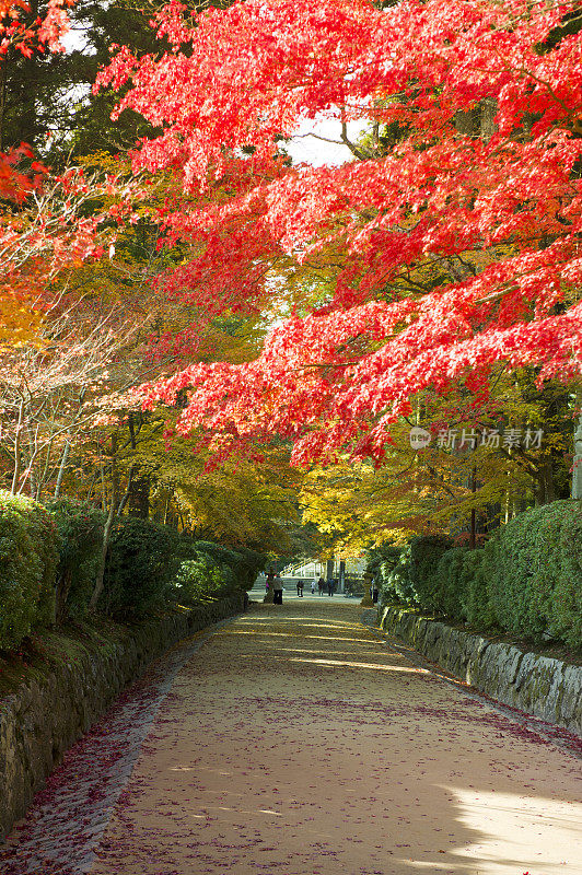 秋天的红枫树，日本高野山