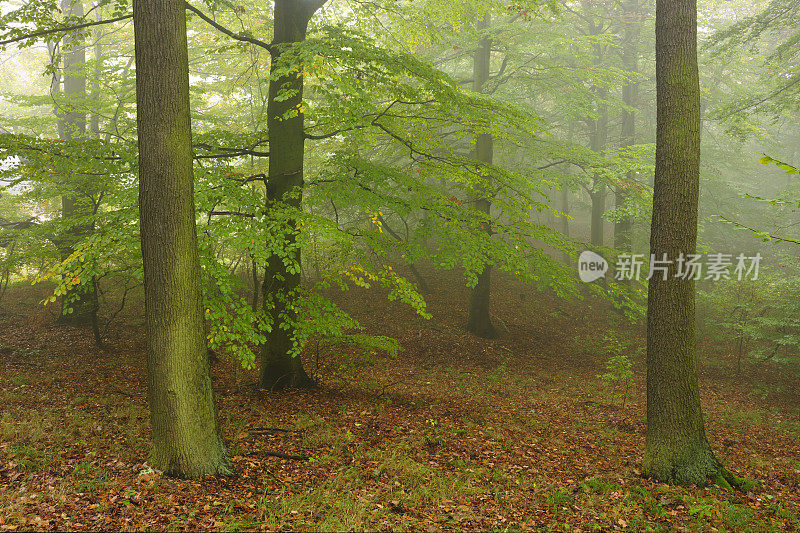 秋天橡树和山毛榉树的雾蒙蒙的落叶林