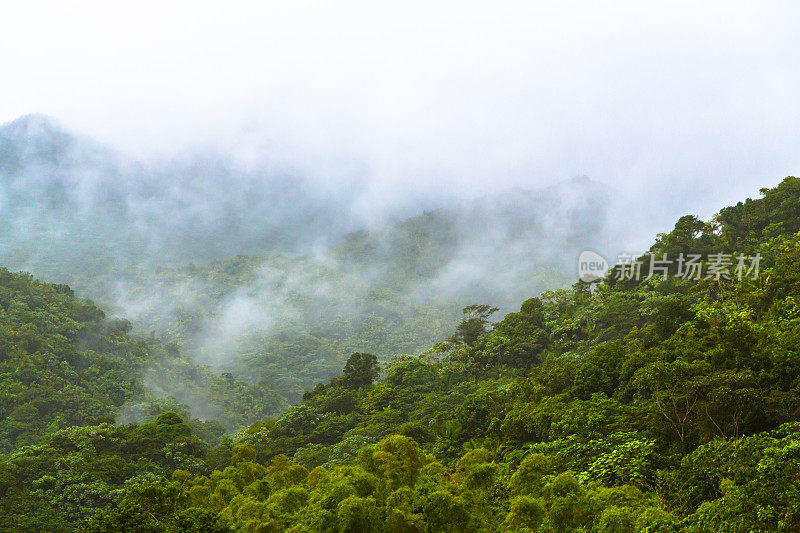 雾在热带雨林