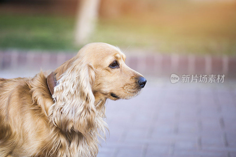 英国可卡犬