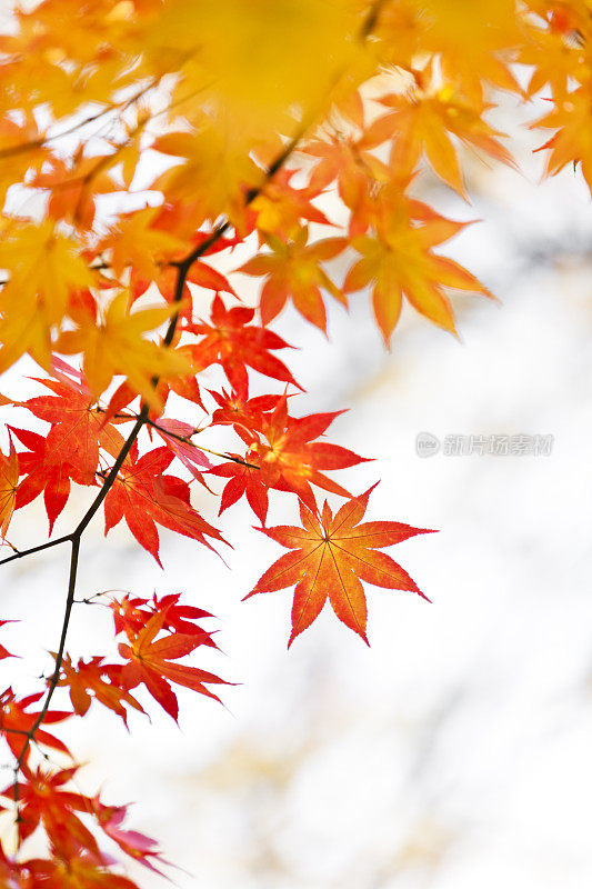 充满活力的秋天的颜色