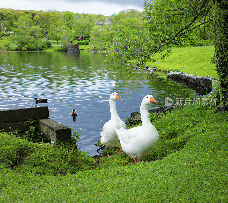 池塘边的两只家鹅。