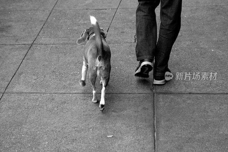 人行道上的小猎犬