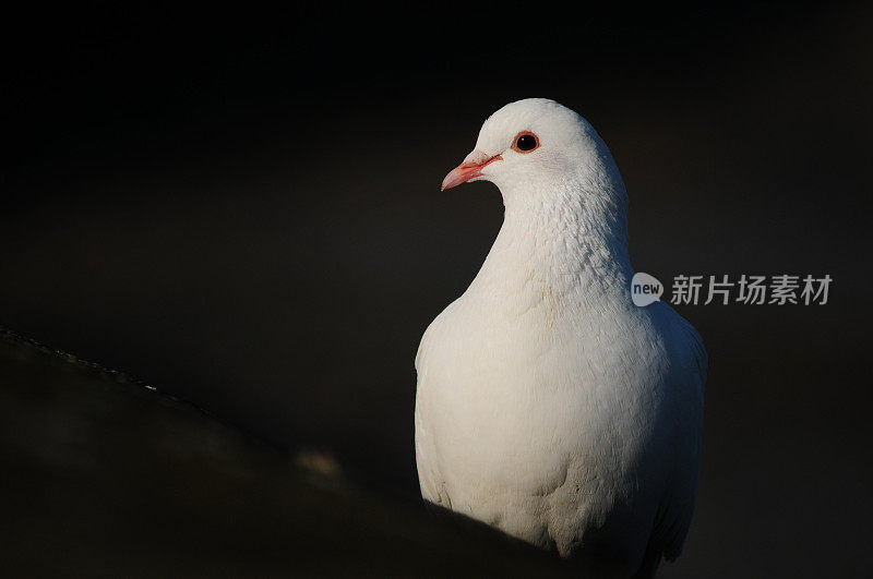 鸽子,英国