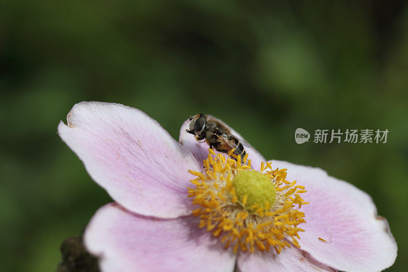 食蚜蝇在海葵