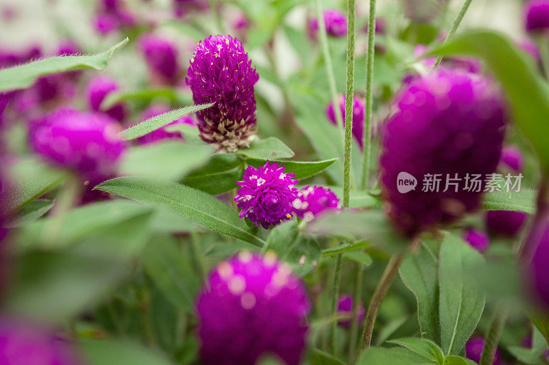 花浸-紫色的花闭合;选择聚焦;浅景深