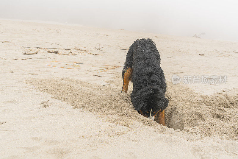 肮脏潮湿的比利时山地犬在波罗的海的沙滩上挖洞