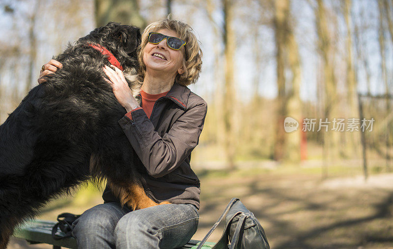 这只大伯尔尼山犬和他的主人，迷人的50岁的成熟女人玩耍，舔着她的脸