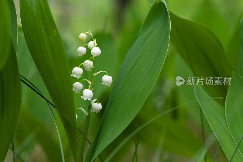 山谷中的森林百合