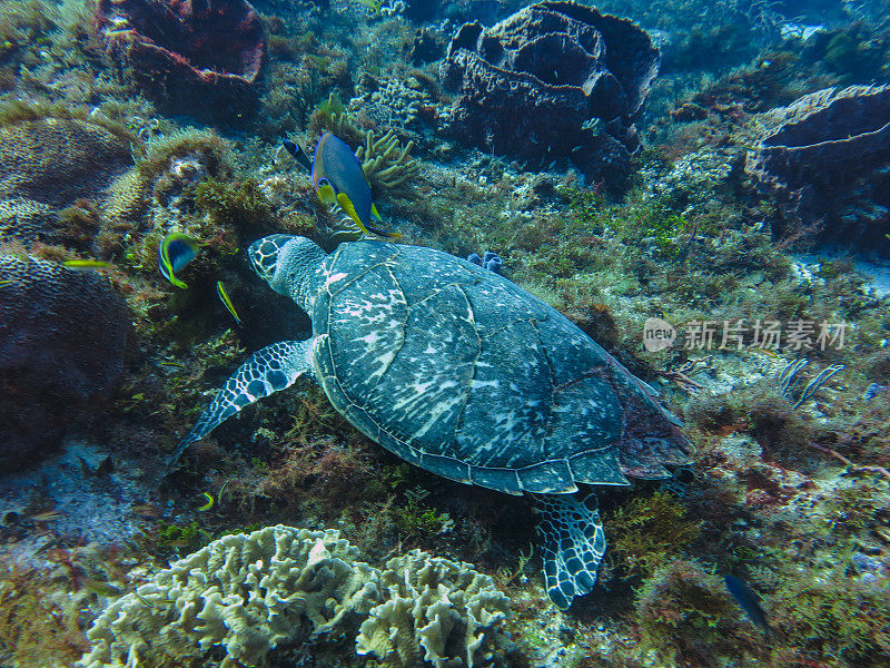 海洋生物和水下自然，马尔代夫的海龟