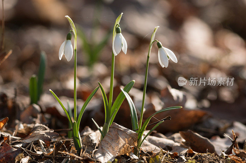 雪花莲，雪花莲或普通雪花莲