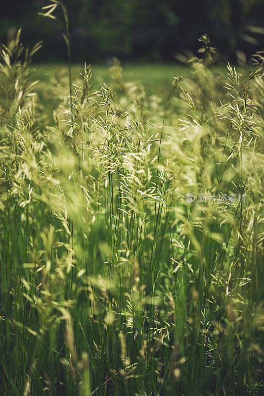 夏日的草地在微风中摇曳