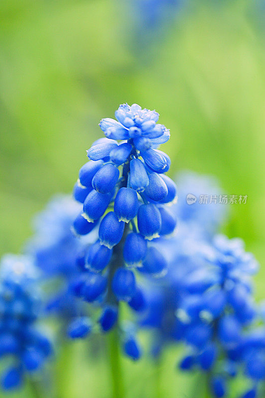 蓝葡萄风信子花在花园里