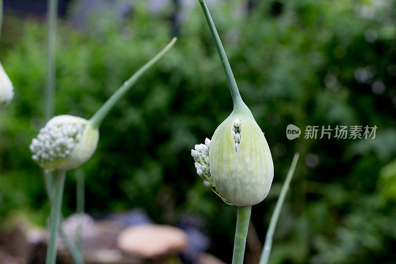 开花的韭菜