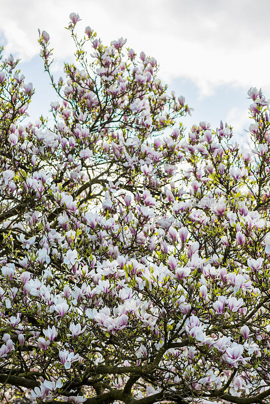 粉红色或紫色木兰树与盛开的花