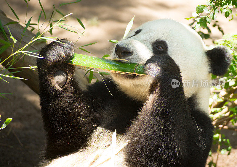 濒危动物野生动物大熊猫吃竹茎