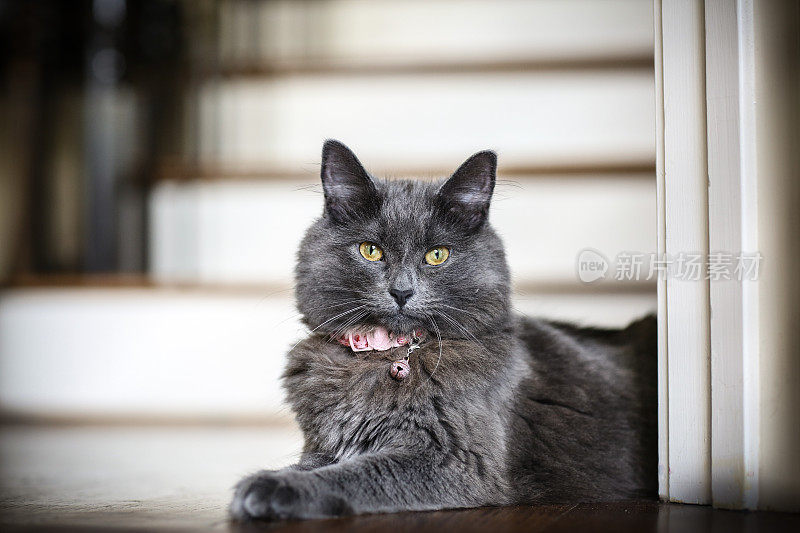 猫虎斑毛绒绒的猫灰(灰色)摆姿势拍照