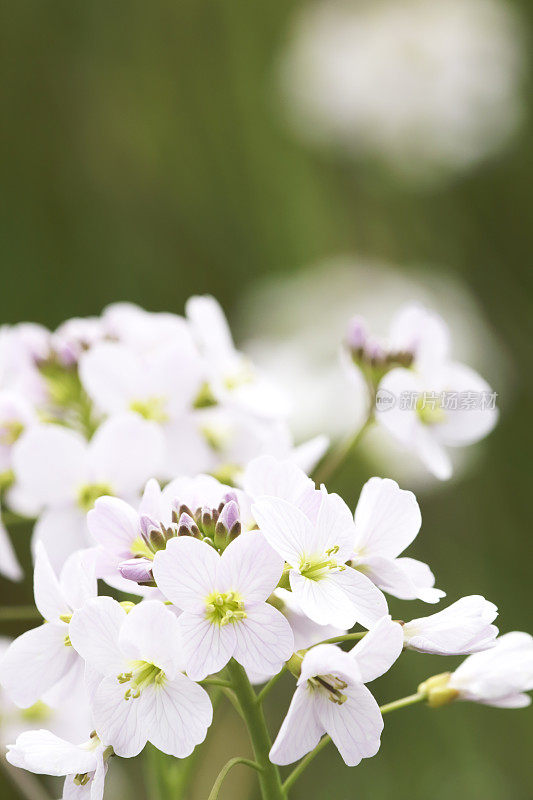 杜鹃花(草地碎米)