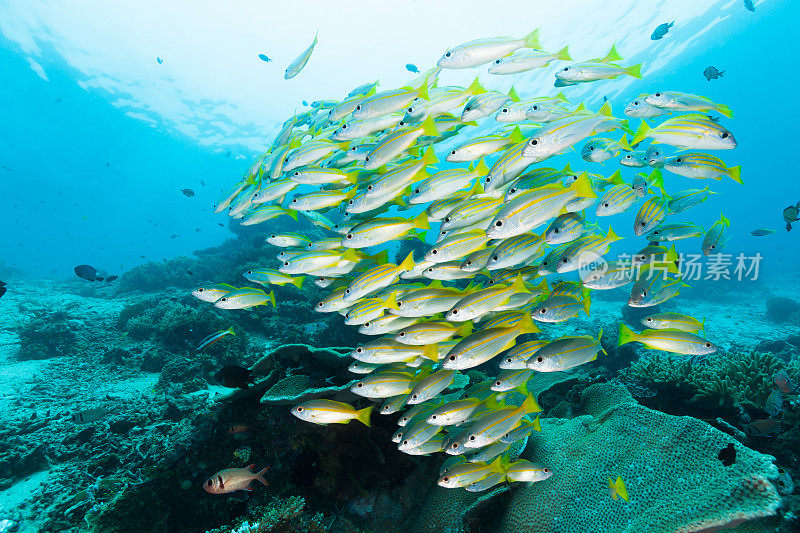 印度尼西亚拉贾·安帕的普通蓝条纹鲷和大眼鲷鱼群
