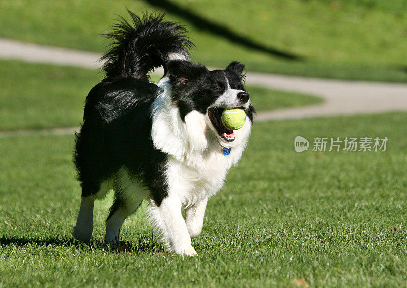 边境牧羊犬，叼着球。