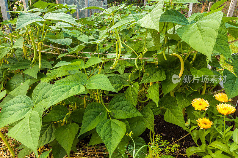 黄色蜡bean