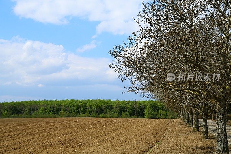 树木和田野在春天的时间