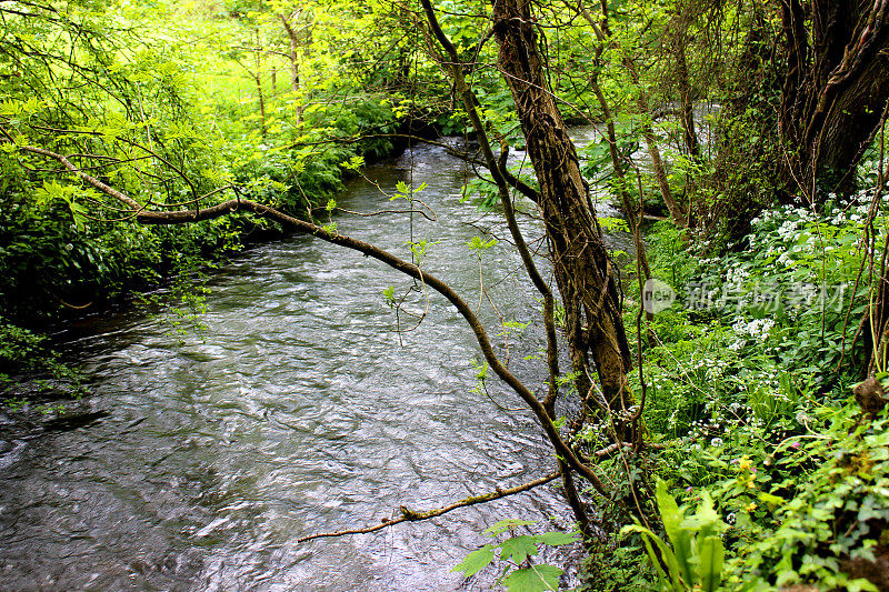 乡村河流在树林中，周围是树木和野花