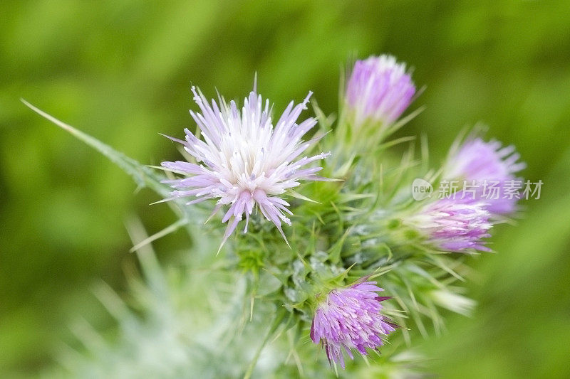 意大利蓟，石竹，花头