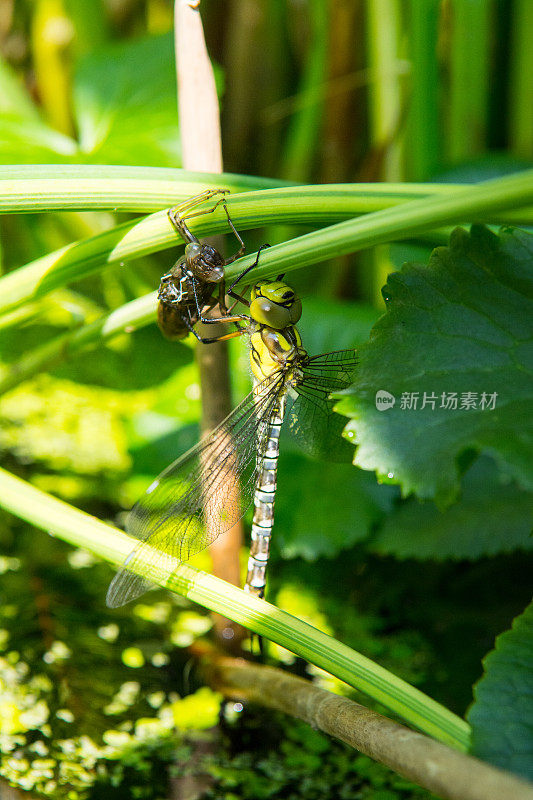 蜻蜓的蜕变与空蜕壳(左)