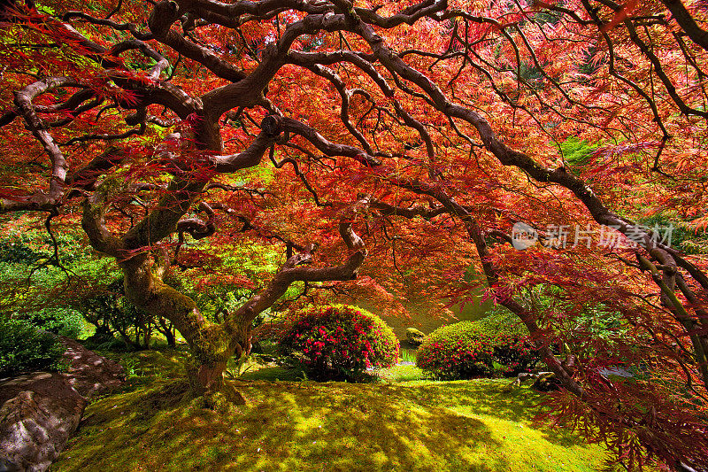 日本枫树
