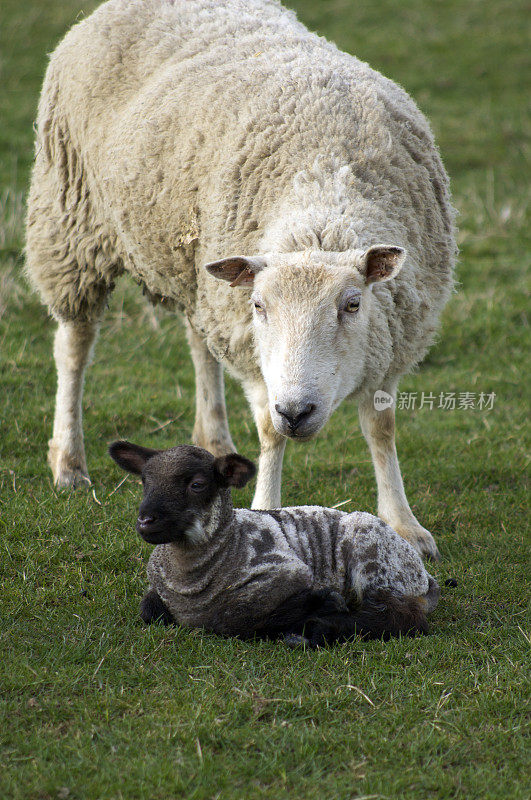 母羊和新生羊羔