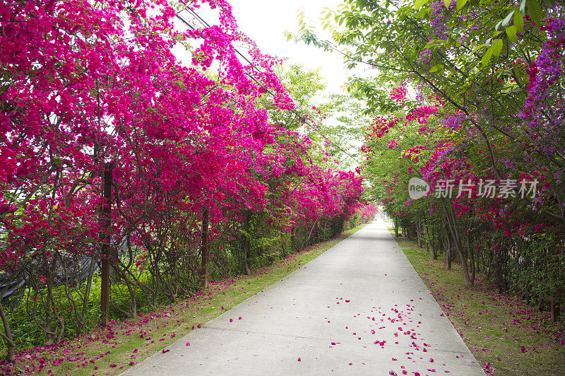 叶子花属