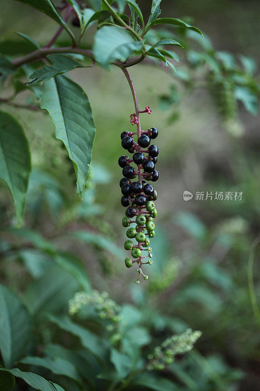 美洲商陆