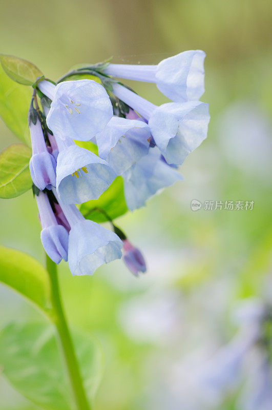 弗吉尼亚蓝铃花的特写