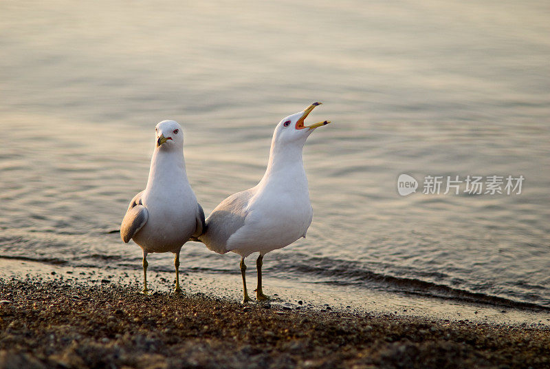 密歇根湖上的海鸥