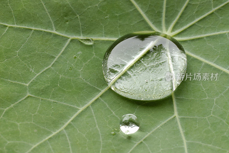 叶子上的水滴