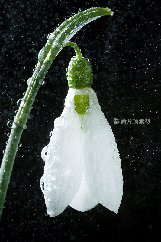 雪花莲是春天的使者