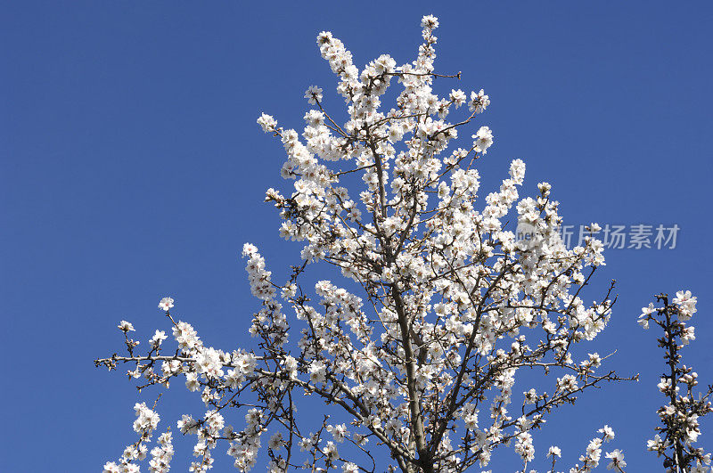 杏仁树开花