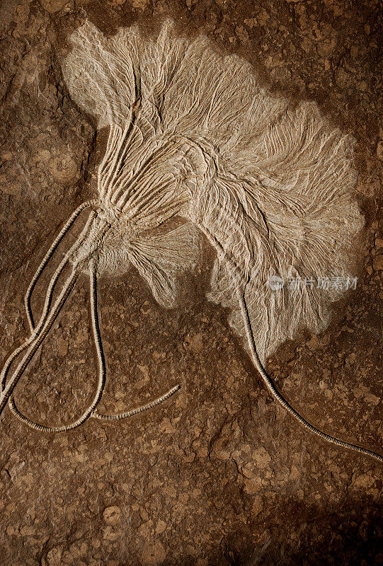 化石睡莲