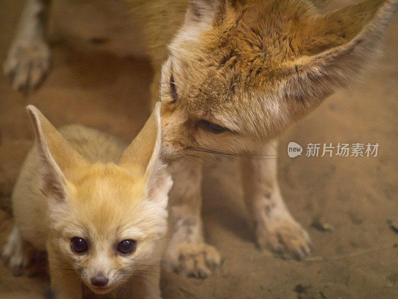 狐狸幼崽