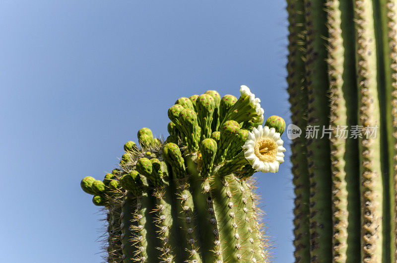 仙人掌花特写