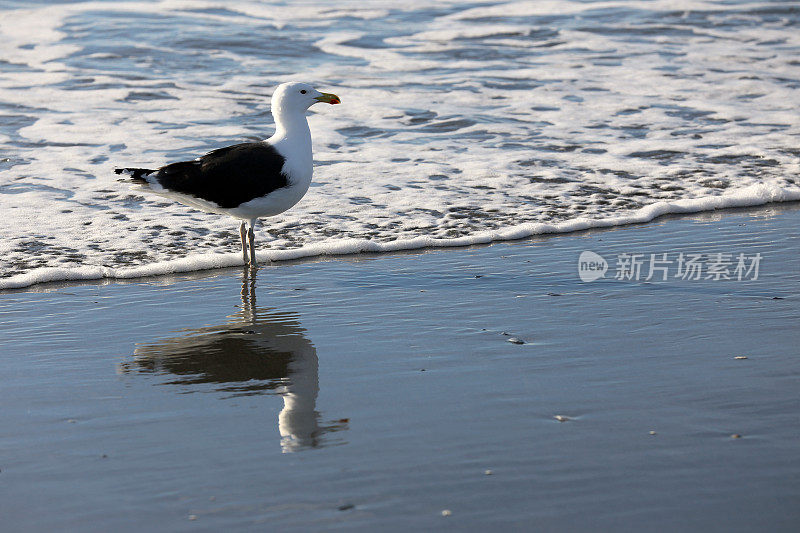 海鸥在冲浪