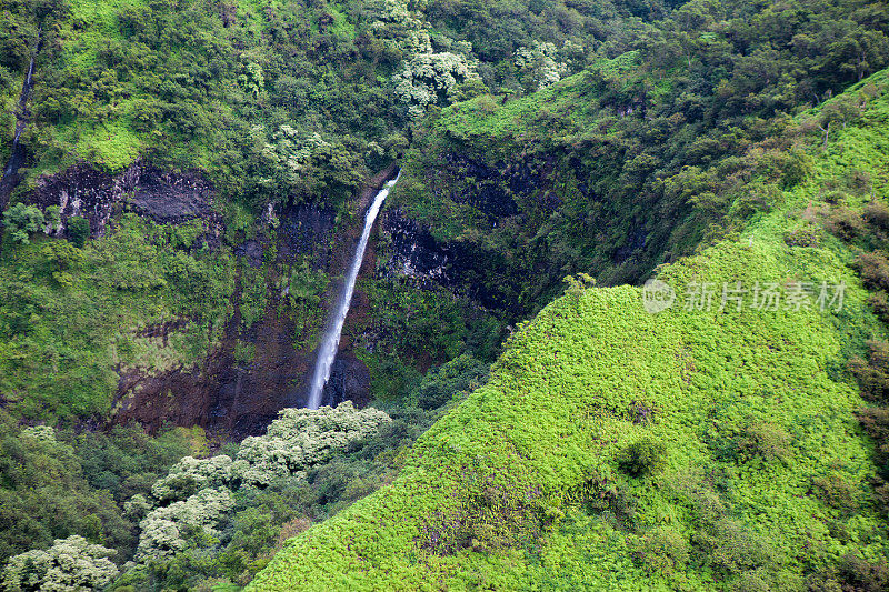 鸟瞰图茂盛的树叶和瀑布在夏威夷RM